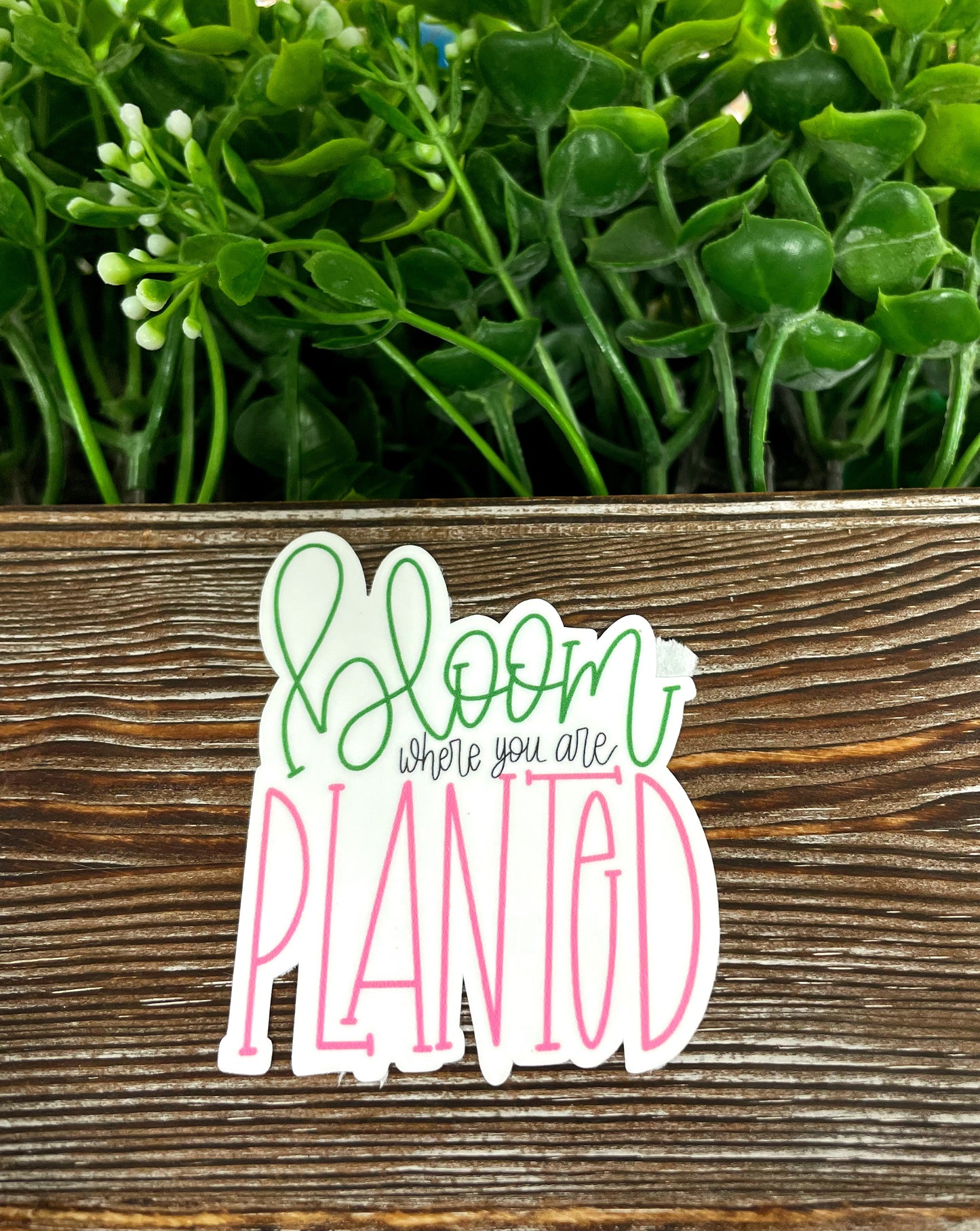 Bloom Where you are Planted, Die Cut Sticker, Graphic Art Vinyl, , Boho Fun |Sticker or Magnet