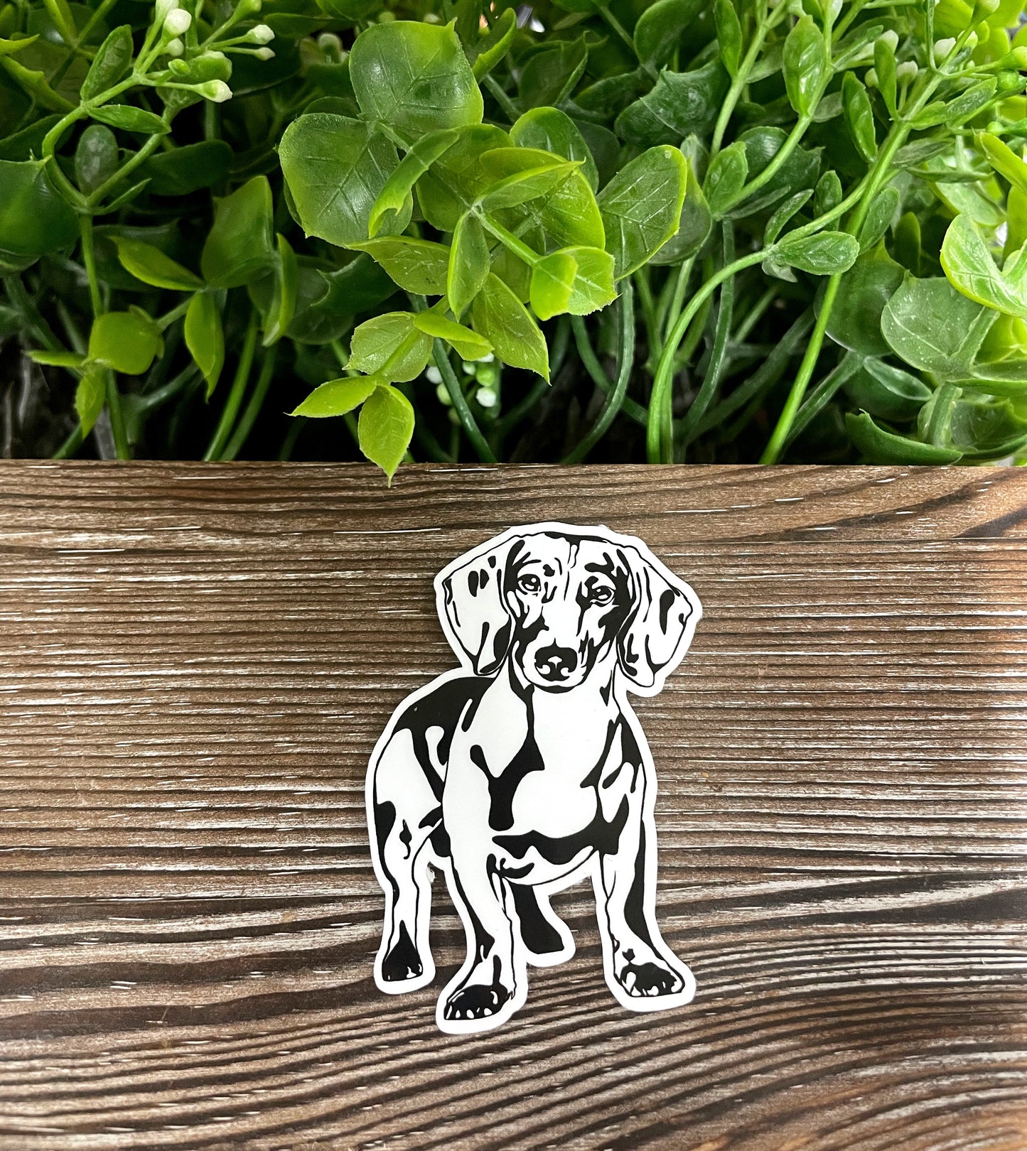 Dachshund Sticker |Sticker or Magnet