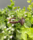 Labradorite Gemstone Wire Wrapped Ring, Copper Coils - Handmade by Marlayna