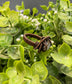 Moonstone Cabochon Wire Wrapped Ring Size 5 - Handmade by Marlayna