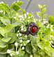 Brecciated Jasper Gemstone Wire Wrapped Ring - Handmade by Marlayna